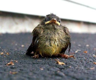 fat baby bird.png