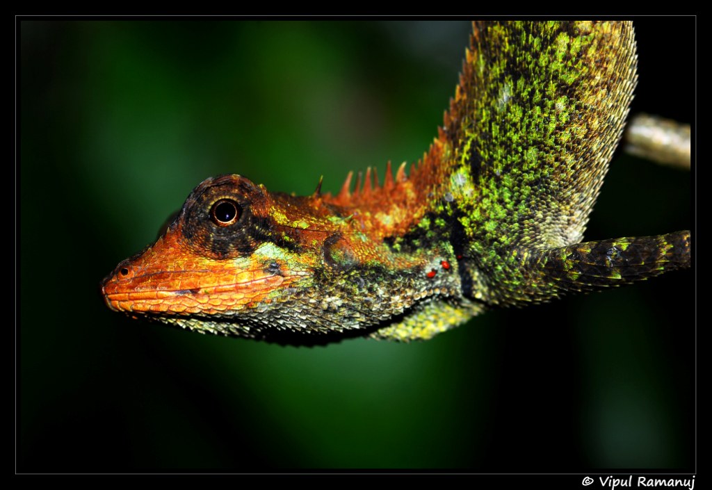 Calotes Rouxii Calotes Rouxii