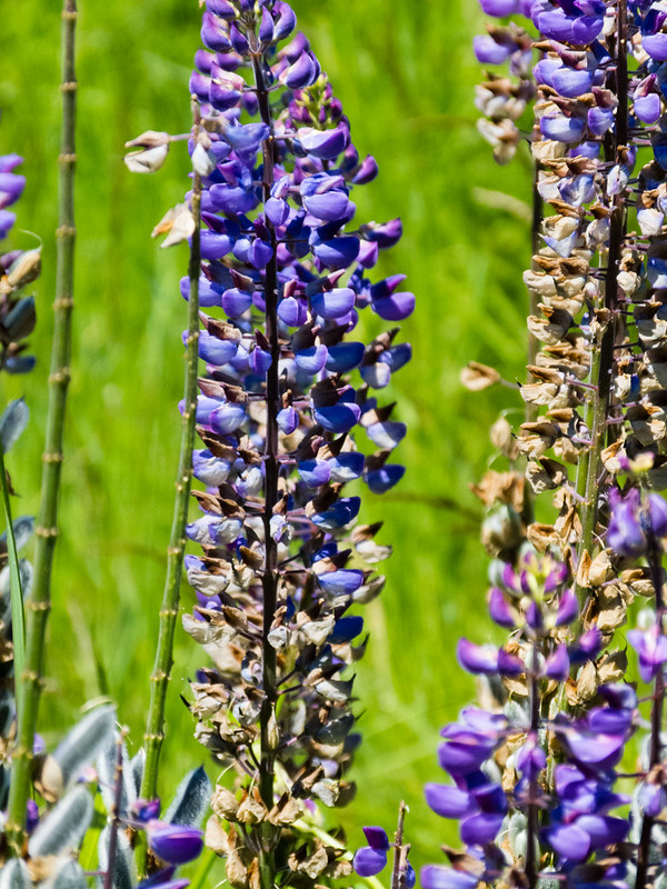 Lupins