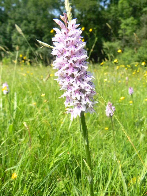 Orchid Wadhurst Circular Plenty of these today
