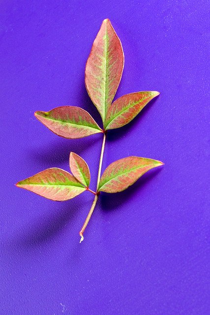 1-2-3 Leaf
