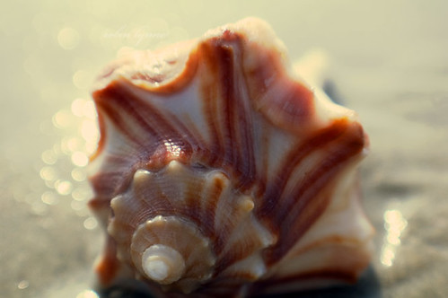 Conch Shell | I stumbled upon a near-perfect conch shell lyi… | Flickr