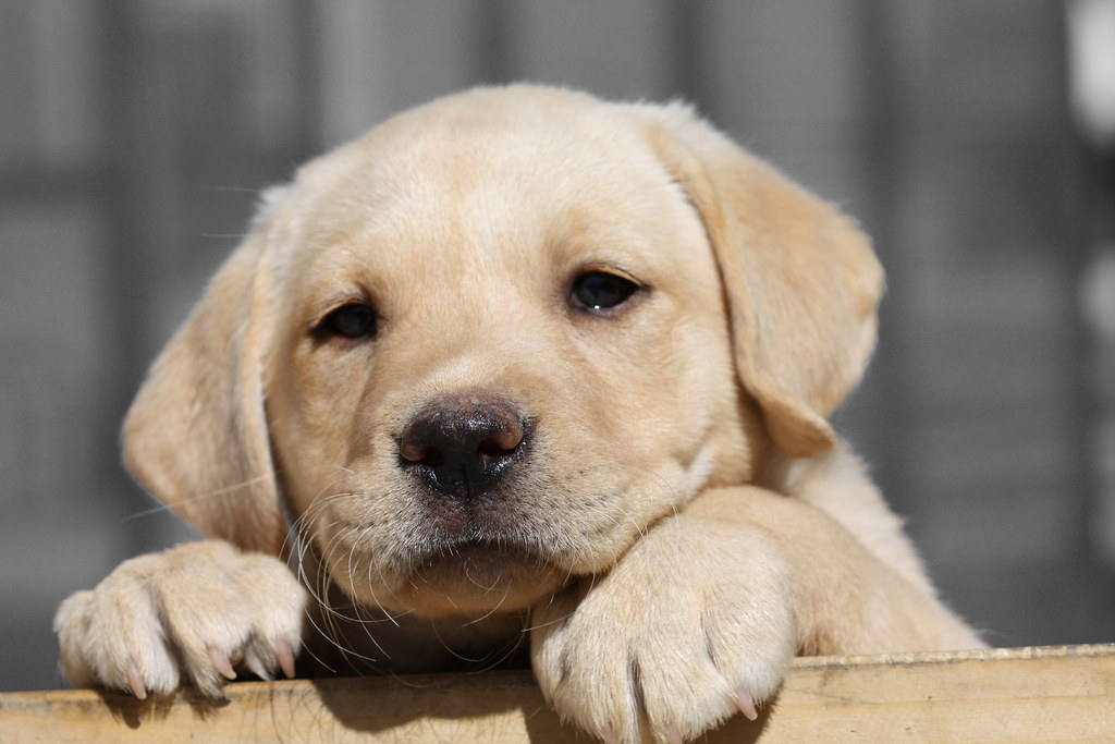 Lab Puppy 'Nala'