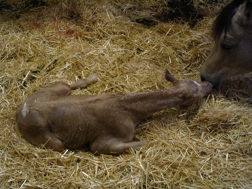 Newborn colt lying on straw 1 | CC0 waiver: To the extent po… | Flickr