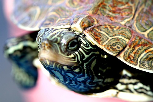 turtle 020 | by S Eggers