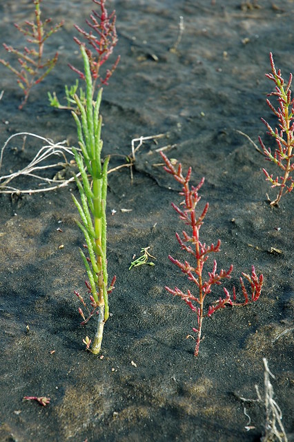 Salicornia stricta (Long-spiked Glasswort / Langarige zeekraal) 1636 & Salicornia europaea ssp. brachystachya(Common Glasswort / Gewone kortarige zeekraal) 1635