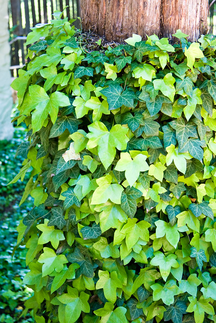 Ivy on the Tree