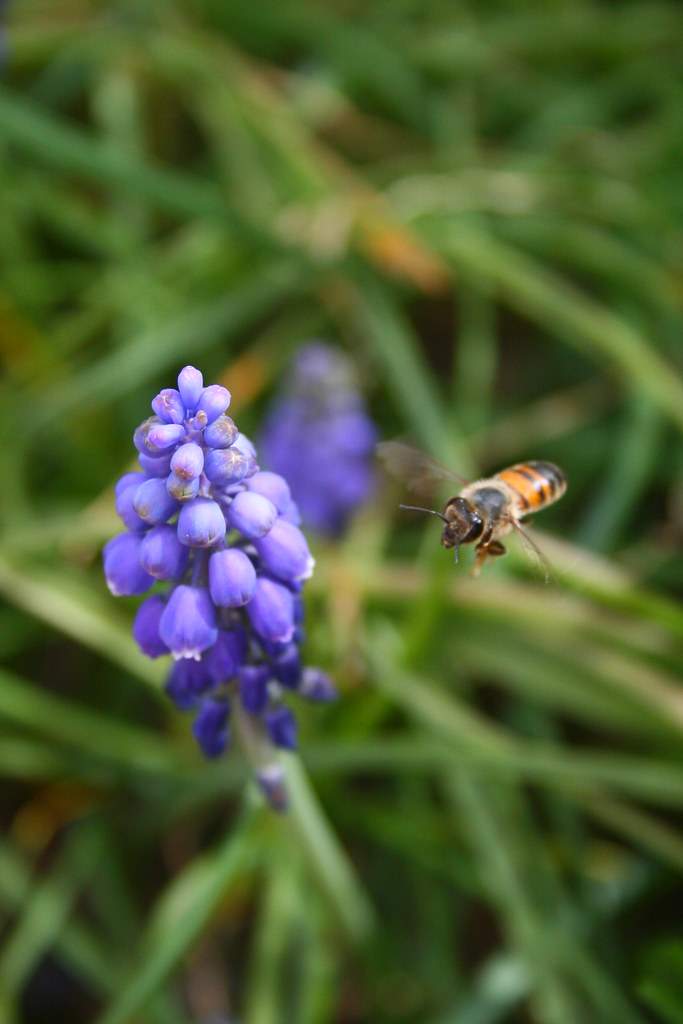 GG's Bee | Taken at my grandma's house just for my mom TheOr… | Flickr
