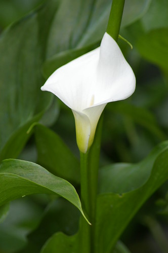 Calla Lilly | by Debbie Benz