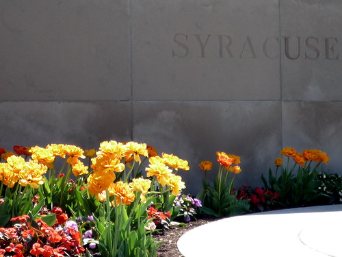 Syracuse in Bloom