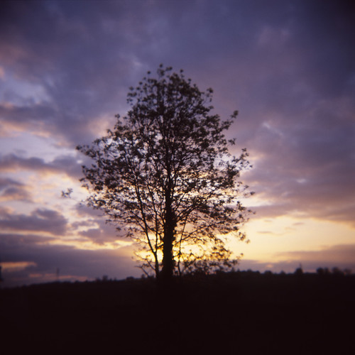 sunset england cloud tree 120 film silhouette mediumformat holga lincolnshire billingborough holga120gn fujiprovia400x