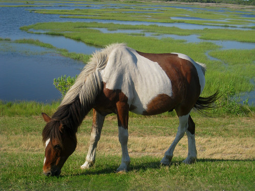 Wild Horses of Assateague Island by Hard-Rain