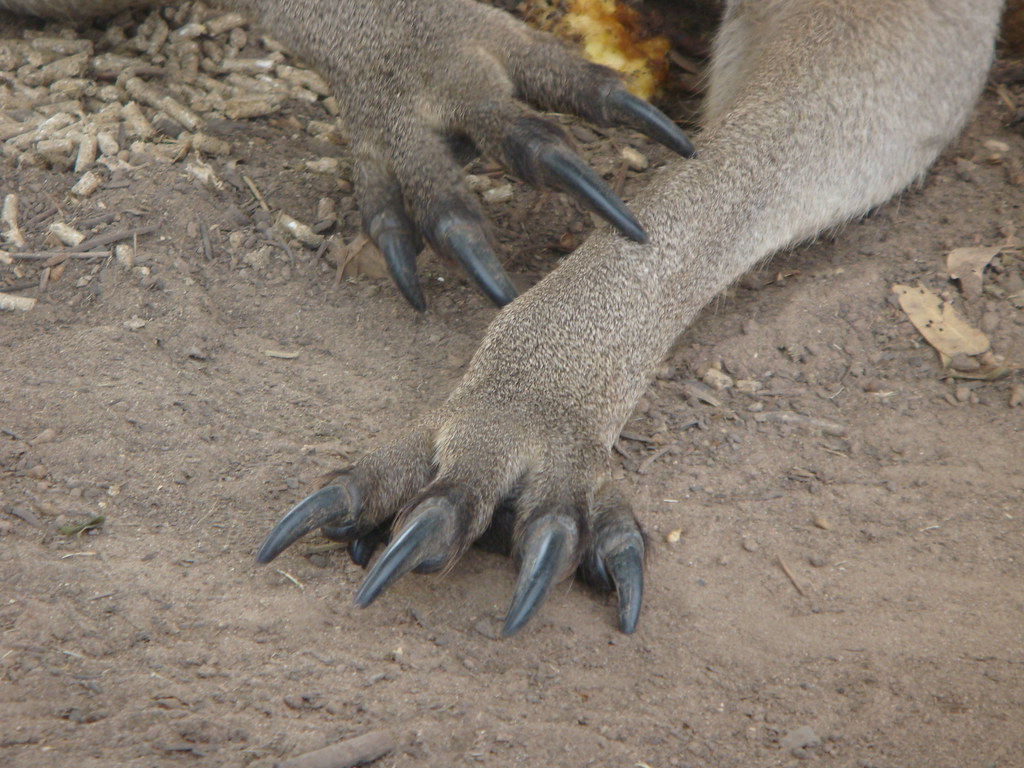Kangaroo Paws- Itchy | Marika Bell | Flickr