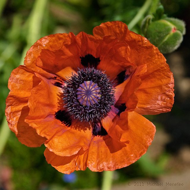 Friday's Flower:  A Popping Poppy at Denver Botanic Gardens