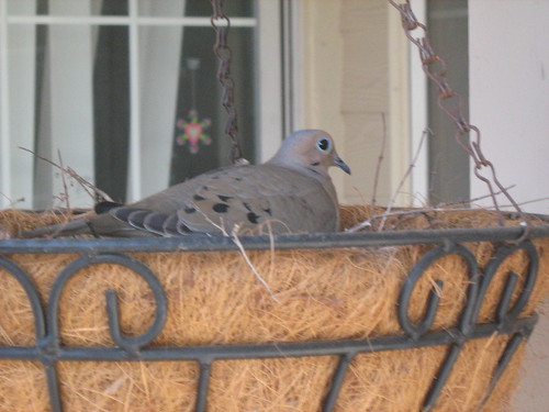 Nesting mourning dove | by oddharmonic