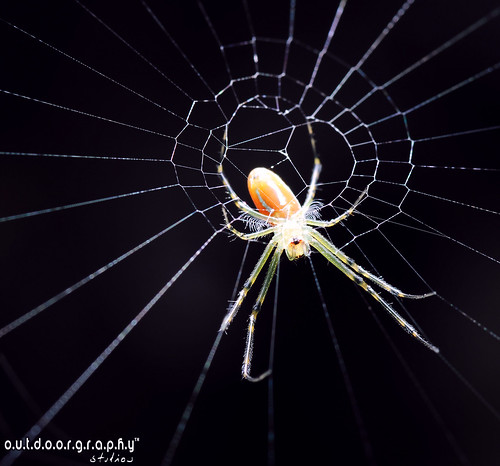 Outdoorgraphy™ : Spiderweb by Sir Mart Outdoorgraphy™