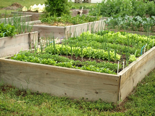 Organic Raised Bed Gardening
