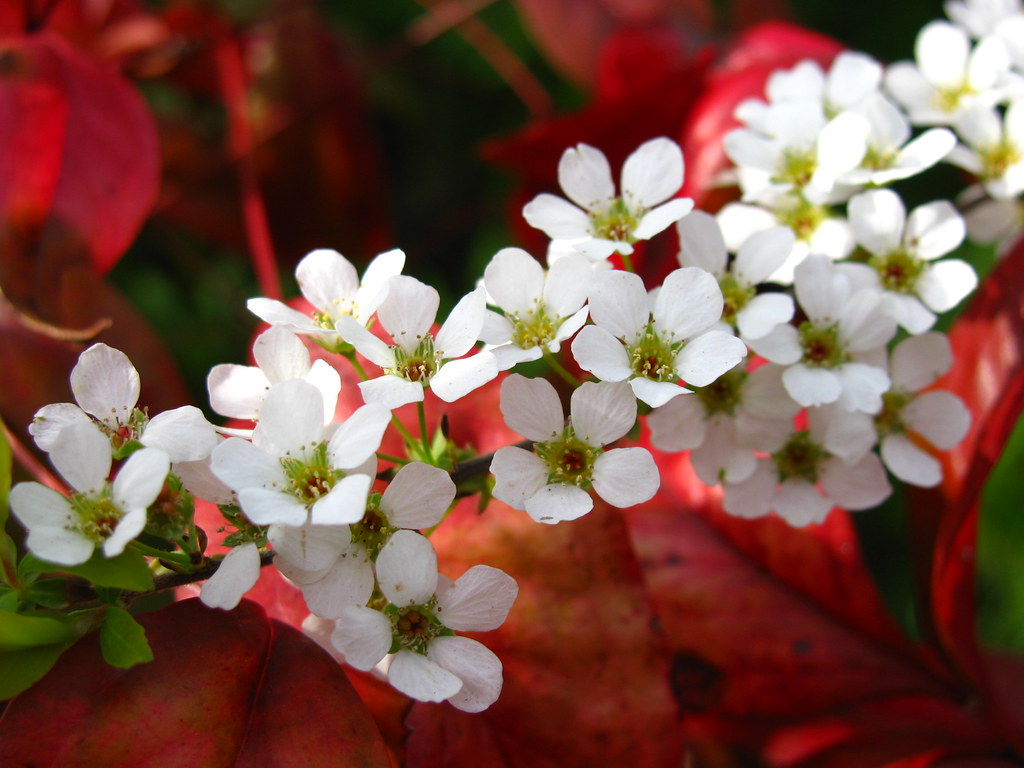 雪柳と赤い葉っぱ Mari 07 Flickr