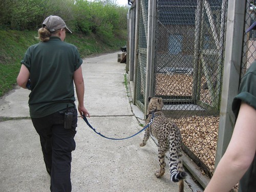 zookeeper-for-the-day-zookeeper-experience-at-colchester-z-flickr
