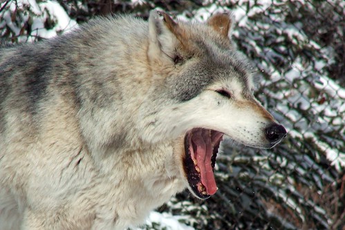 Great Plains Wolf-Yawn