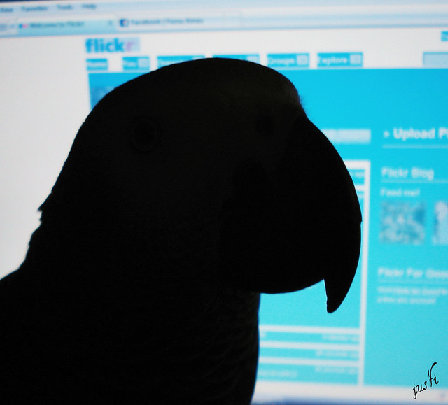 Jack's Flickr Profile...well who else but my trusty assistant, would I want as my 1000th pic on Flickr!