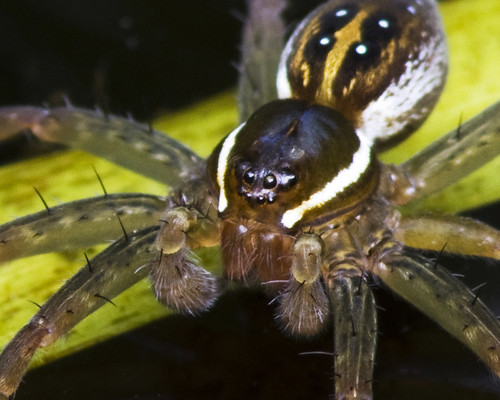 kh0831 thegreatswamp insect greatswamp swamp wildernessarea simthsonian animalportrait nj spider arachnid