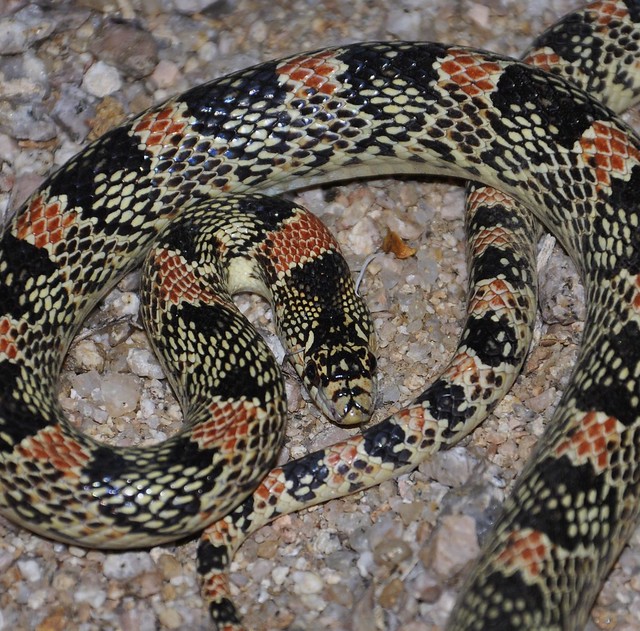 Long-nosed Snake  -  Rinocheilus lecontei