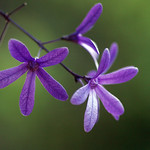 purple petria