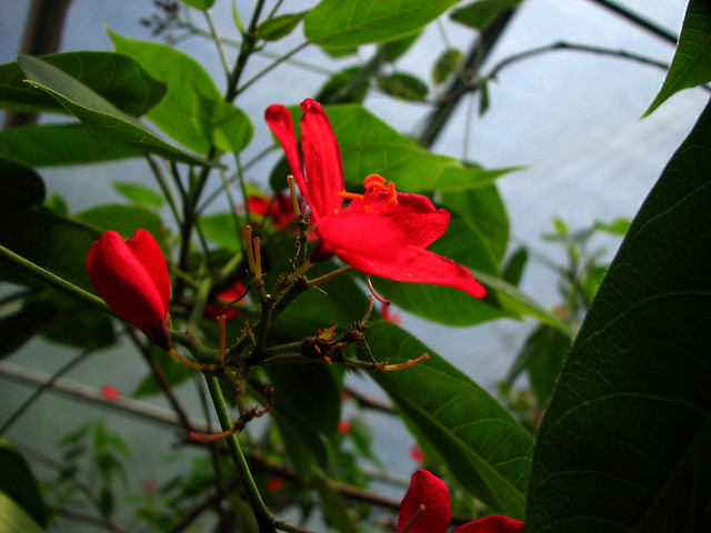 Red Flowers Photo 2