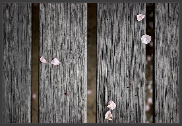 Petals On Wood