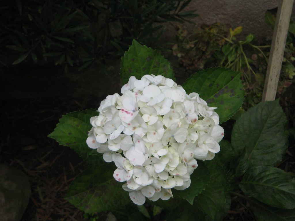 hortência branca | Nome Científico: Hydrangea macrophylla Si… | Flickr