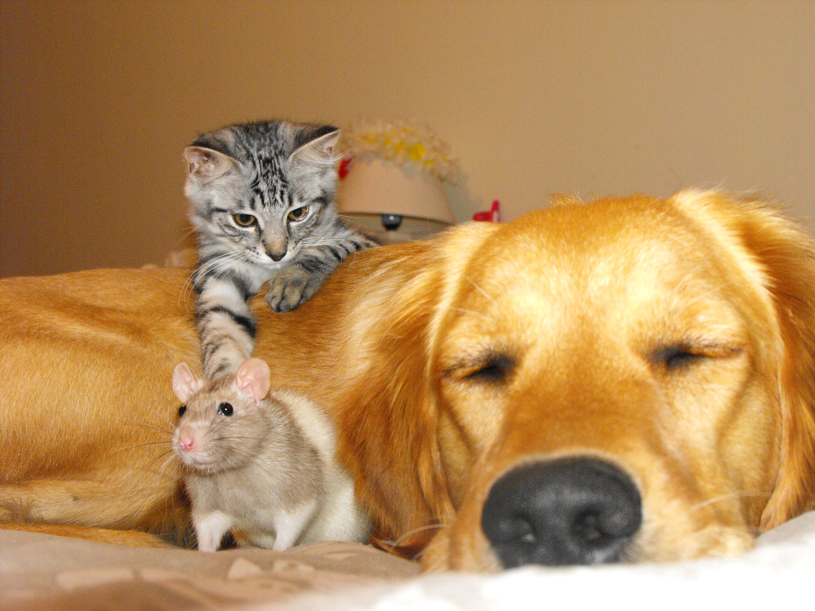 Ютуб домашнее животное. Кошки и собаки. Собака кошка хомяк. Собака и кошка вместе. Домашние любимцы.