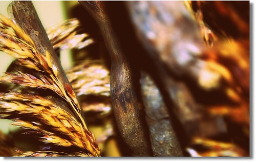canne al vento | by carlini.sonia