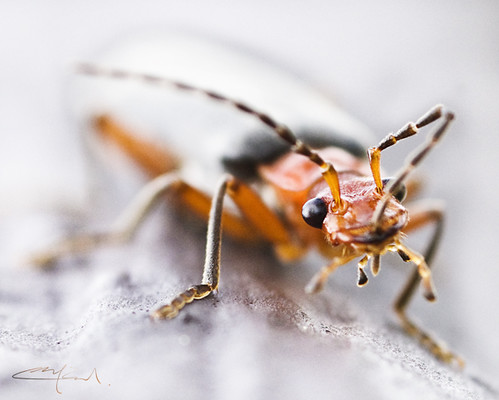 clean antennae | by ~cy