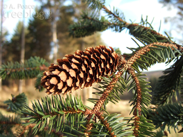 Sitka spruce cone (21st February 2009)