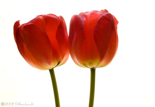 Tulip-high-key No.1 by D.Reichardt