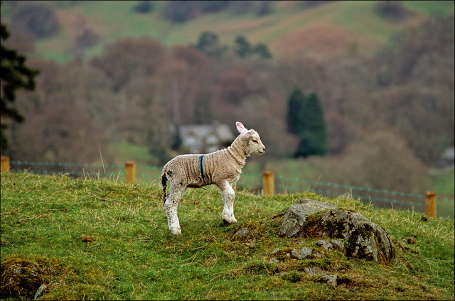 loughrigg lamb