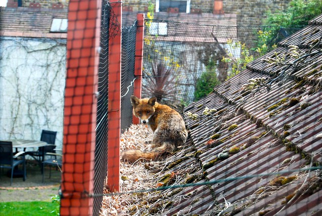 The Fox who Greeted Us, Streatham, London, April 2009