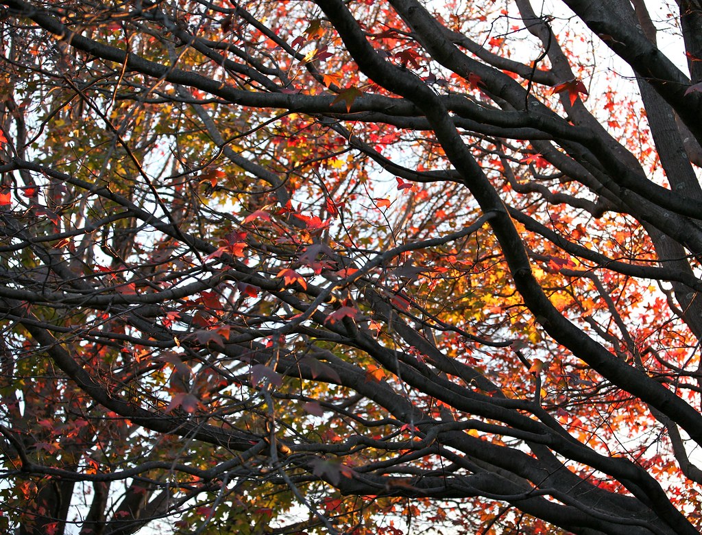 Autumn Colors, Centennial Park Sydney Australia by Alex E. Proimos