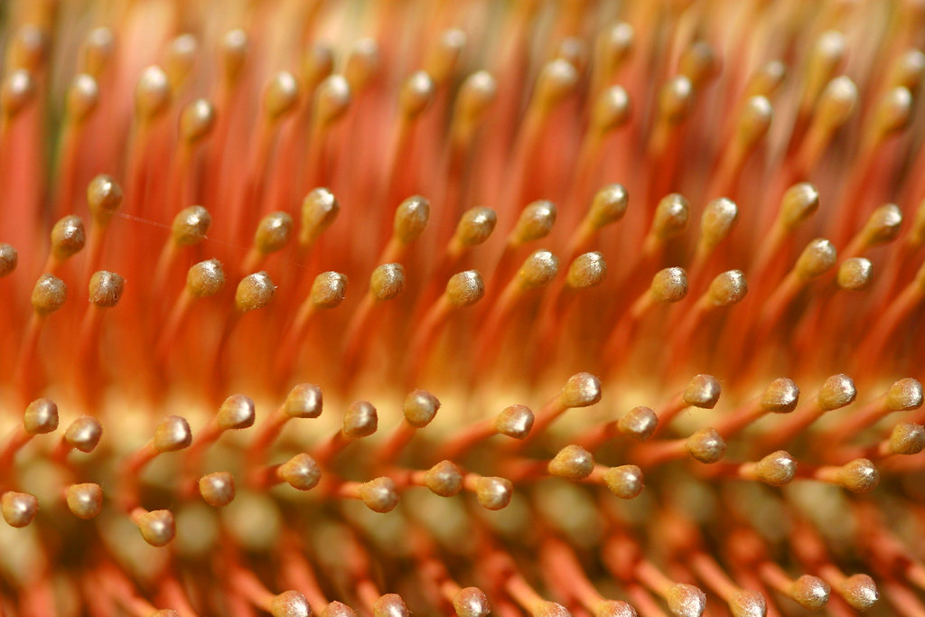 Anyone seen my comb ? | Although it looks like my partners h… | Flickr