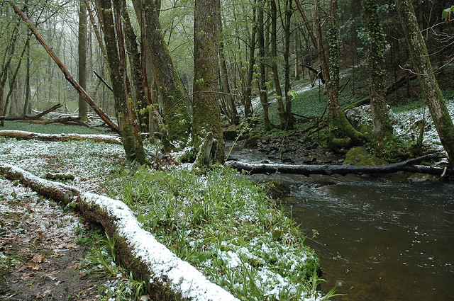 Beekdalbos (Carpinion) na sneeuwbui in het voorjaar