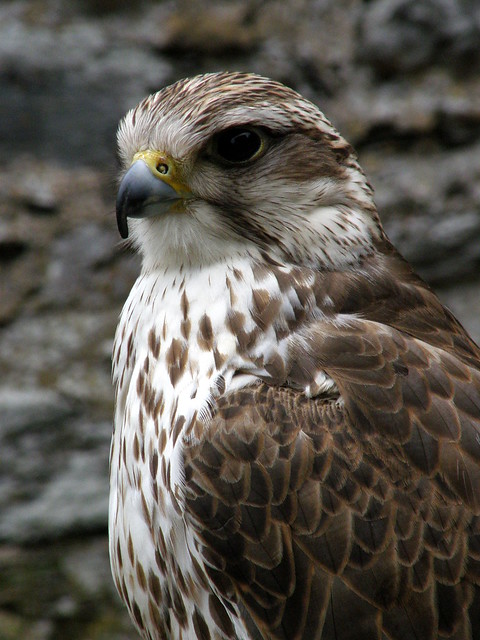 Falco cherrug (Saker Falcon / Sakervalk)