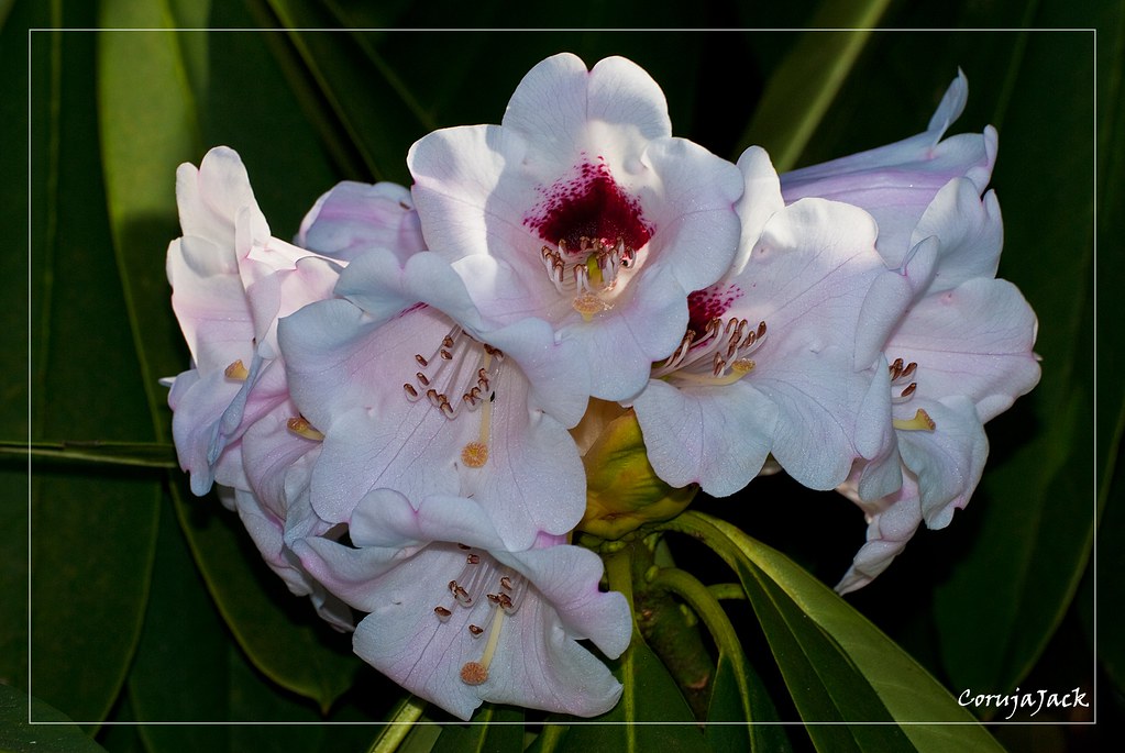 Singular Rhododendron Rhododendren (Singular: das Rhododendron, ugs. auch der Rh… | Flickr