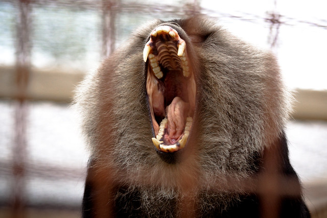 Yawning Monkey
