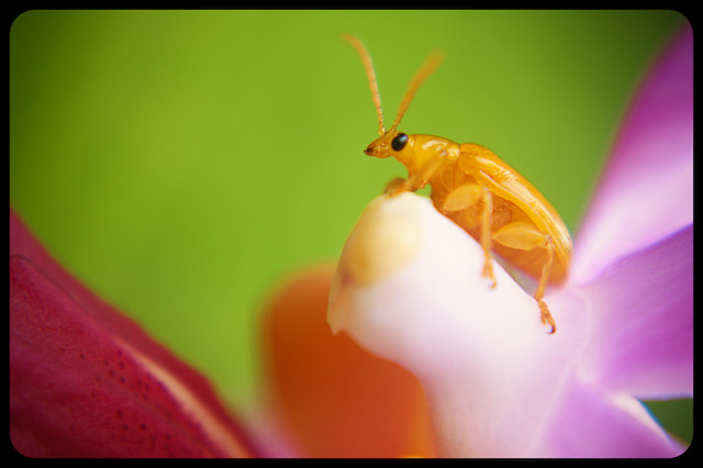 Dango Insect Dangaw | An insect with an odorous scent. | Jhun Sibayan | Flickr