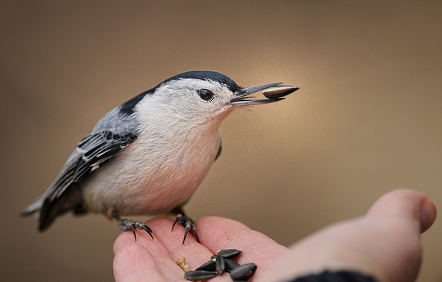 A Bird the in Hand... (White-breasted Nuthatch)