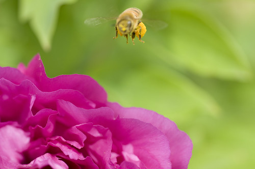 nyc pink ny flower macro green yellow 50mm flight sigma bee explore pollen statenisland d300 snugharbor statenislandbotanicalgarden robertcatalano