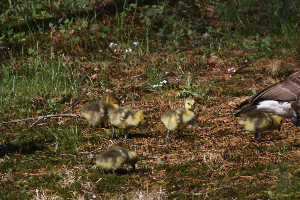 Baby Canada Geese have hatched.