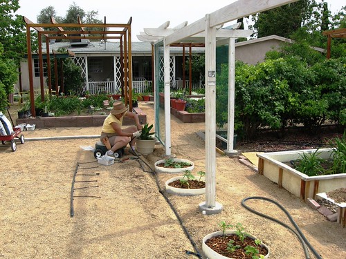Las Vegas Gardening - Buried Half-barrel Planters | by Leslie Doyle