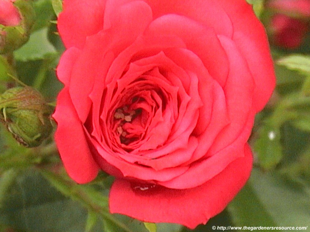 Miniature Rose | Miniature red rose bush - Rosa | Heart Nature | Flickr